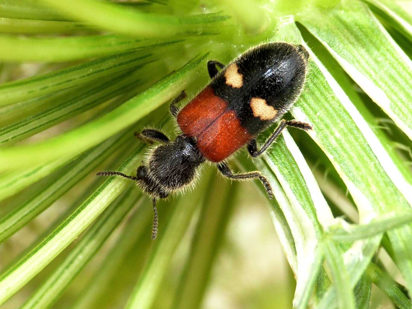 Tilloidea transversalis